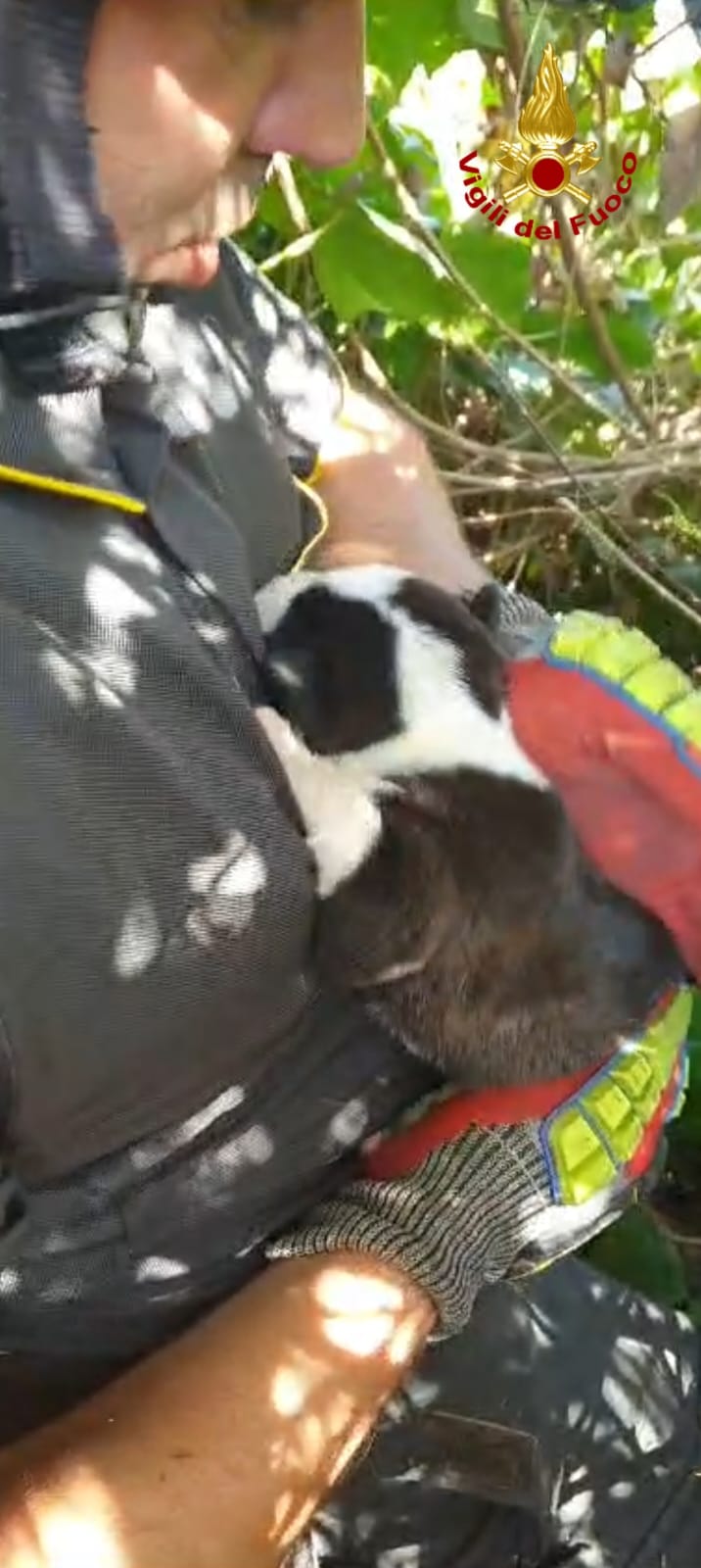 CUCCIOLI DI CANE INTRAPPOLATI FRA I ROVI A MASCALUCIA, SALVATI DA VIGILI DEL FUOCO