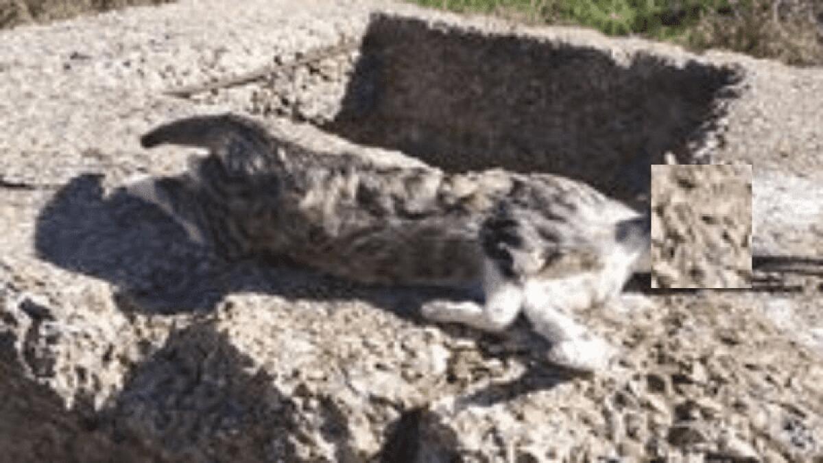 ORRORE IN SICILIA:  GATTO TORTURATO E UCCISO CON UN CACCIAVITE NELL'OCCHIO - 
