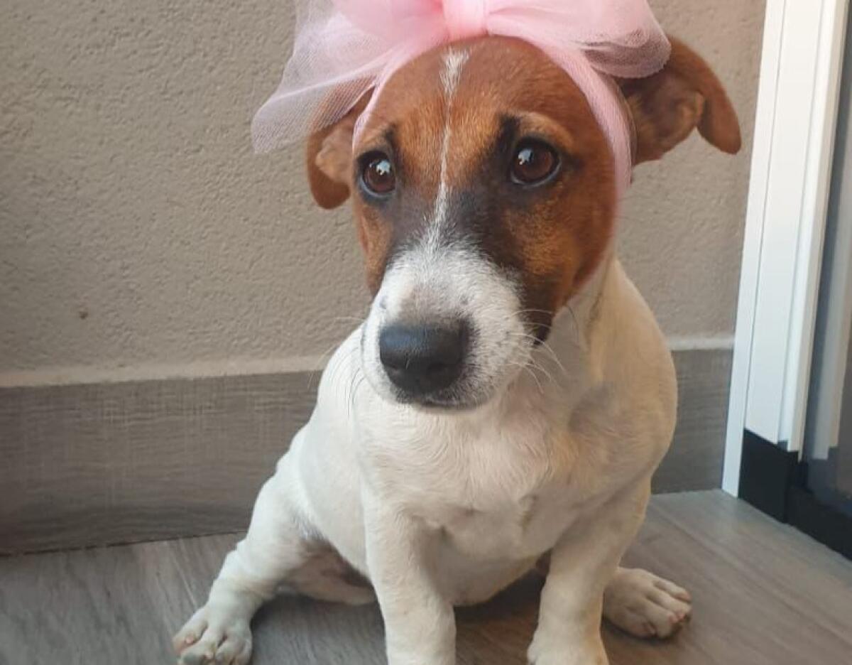 RUBRICA SOS ANIMALI. PATERNO’ AIUTO URGENTE PER UNA CUCCIOLA SMARRITA IN ZONA ACQUAROSSA - 