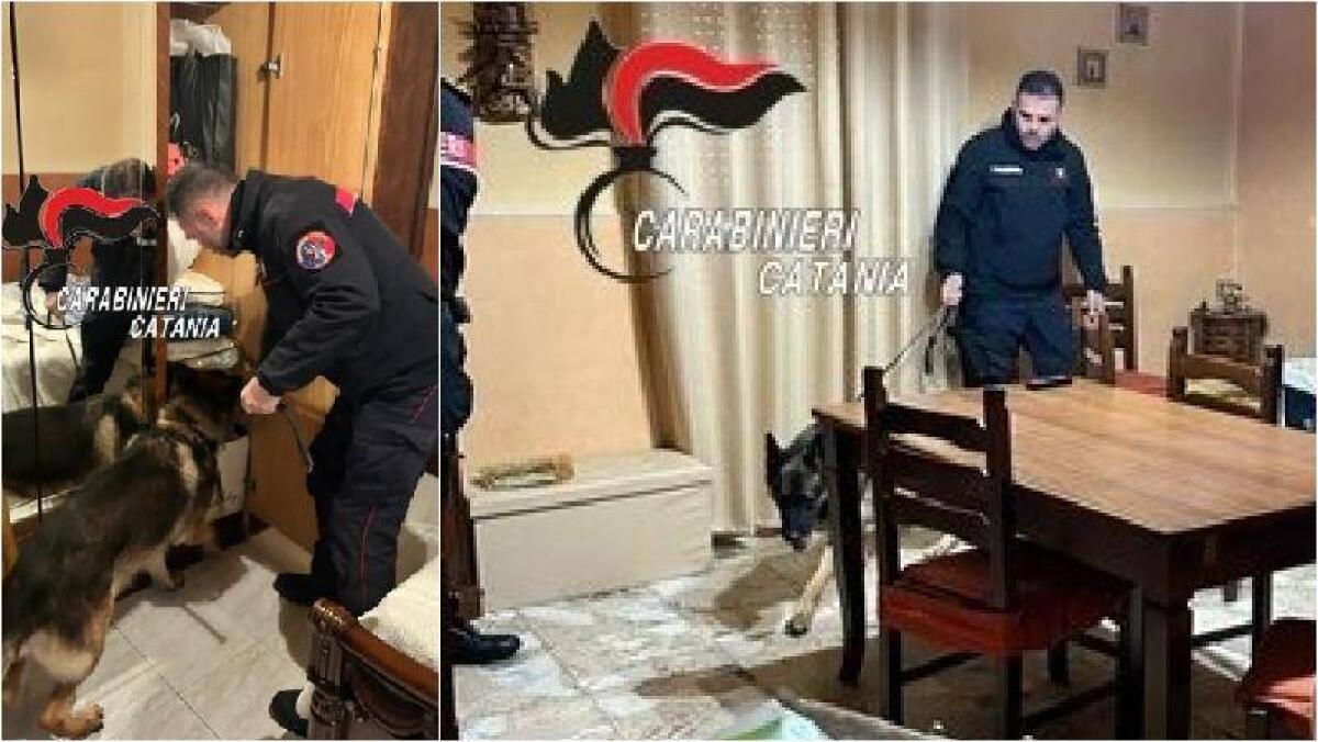 BIANCAVILLA, I CARABINIERI TROVANO LA MARIJUANA IN UN MOBILE DELLA CUCINA GRAZIE AL FIUTO DEL CANE KING - 