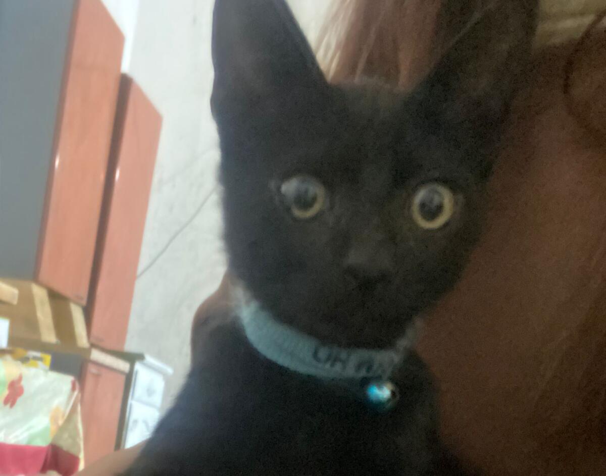 PATERNO': DELIZIOSO GATTINO, TROVATO IN ZONA VIA POGGIO - 