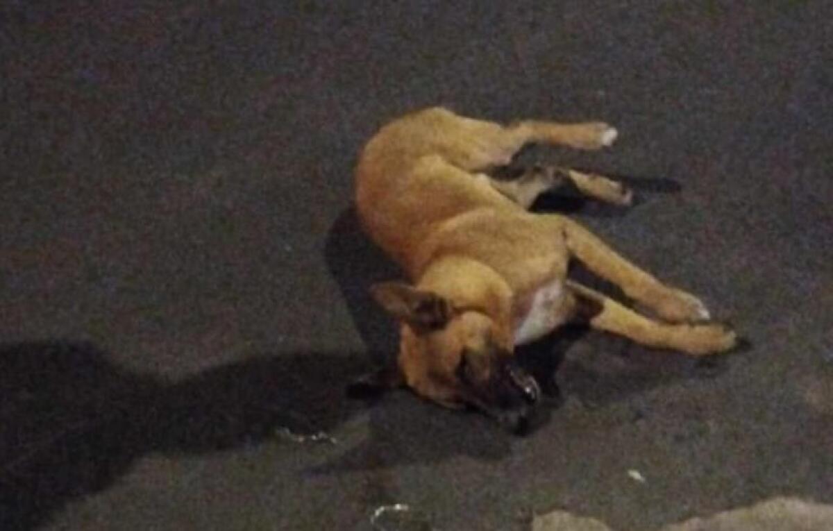 BELPASSO. CANE AVVELENATO NELLA ZONA DI BORRELLO, IL SINDACO CAPUTO CONDANNA L'ATROCE CRUDELTÀ - 