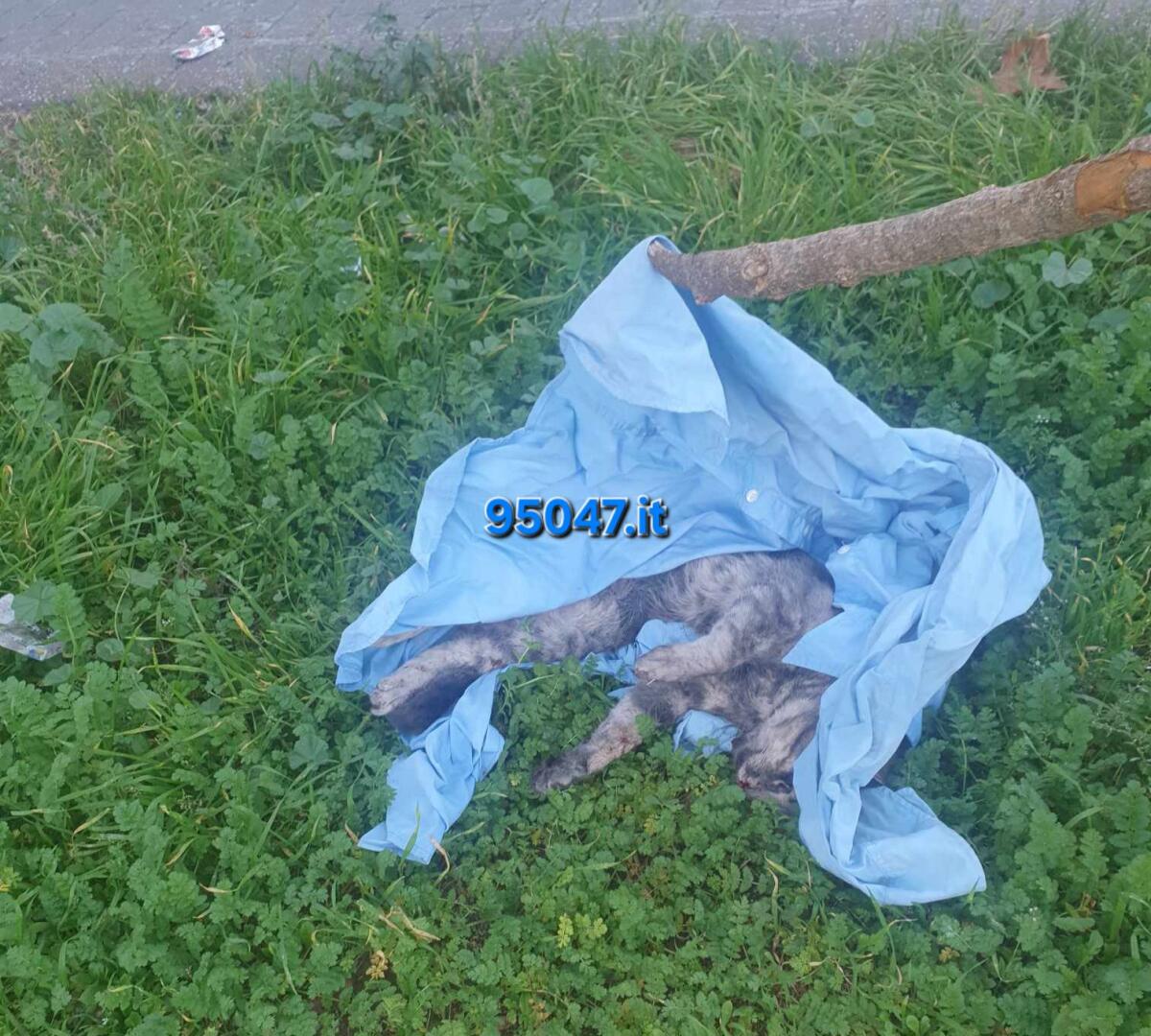 PATERNÒ.  MACABRA SCOPERTA IN VIALE DEI PLATANI: GATTO MORTO AVVOLTO IN UNA CAMICIA ABBANDONATO - 
