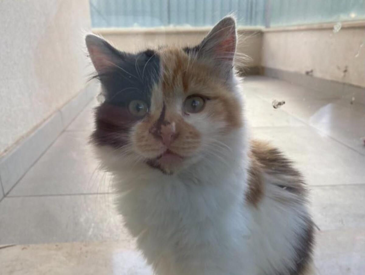 PATERNO’ AIUTATEMI A RITROVARE "PICCOLA" - 