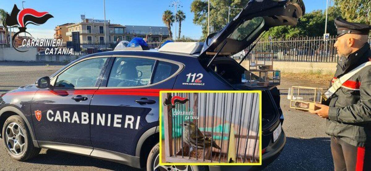 CATANIA. BRACCONIERI SORPRESI CON 4 UCCELLINI SELVATICI APPENA CATTURATI. DENUNCIATI. - 