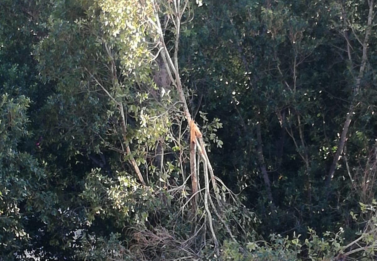 PATERNO', IN VIALE KENNEDY RAMO SPEZZATO È UN PERICOLO PER LA SICUREZZA. LA SEGNALAZIONE DELLA NOSTRA LETTRICE - 