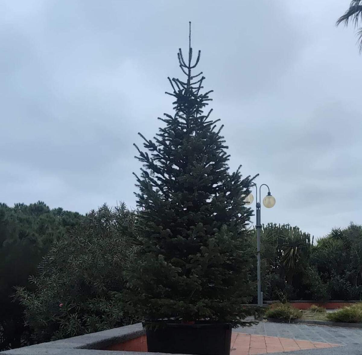 PATERNÒ. RUBATI LE LUCI NELL'ALBERO DI LARGO ASSISI: IL CONSIGLIERE GULISANO DENUNCIA L'ATTO VANDALICO - 