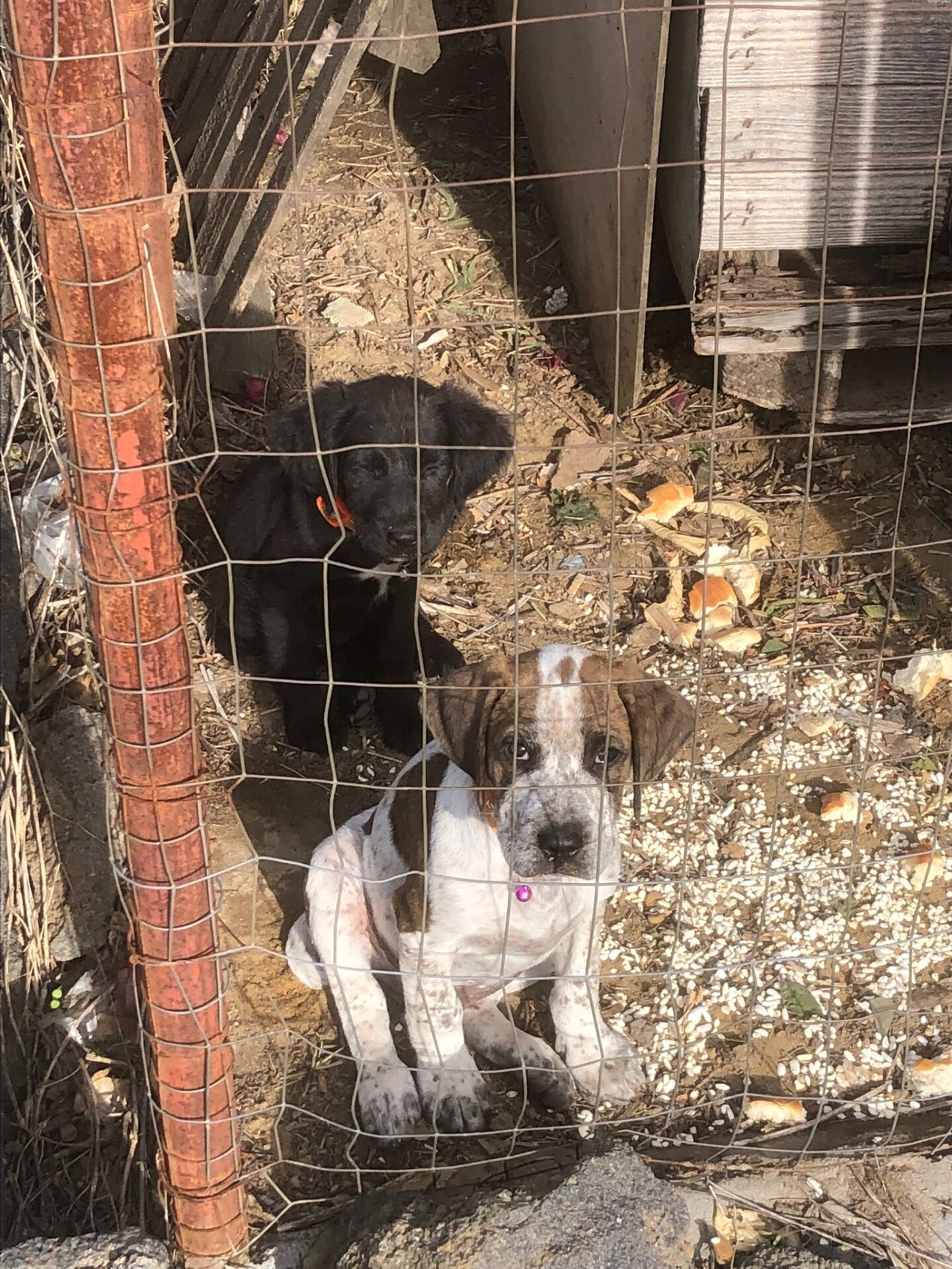 PATERNO': DELIZIOSI CANI , TROVATI IN ZONA PALAZZOLO