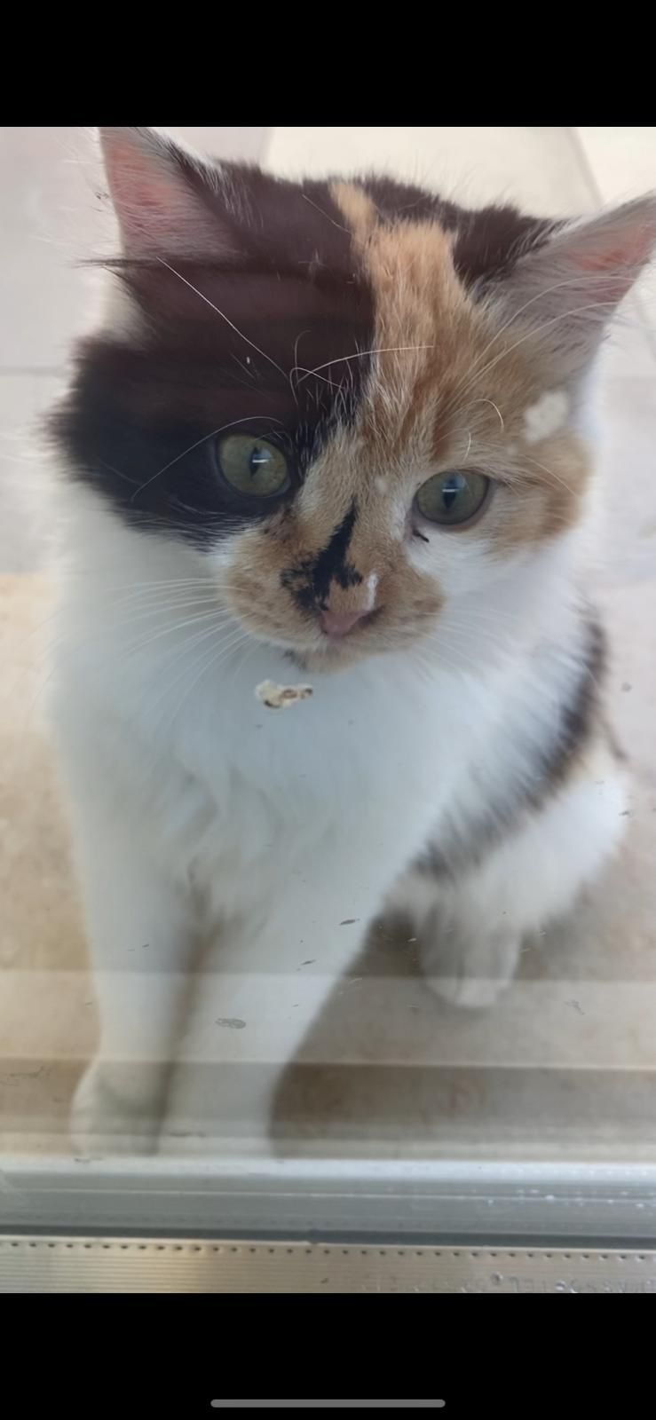 PATERNO’ AIUTATEMI A RITROVARE "PICCOLA"