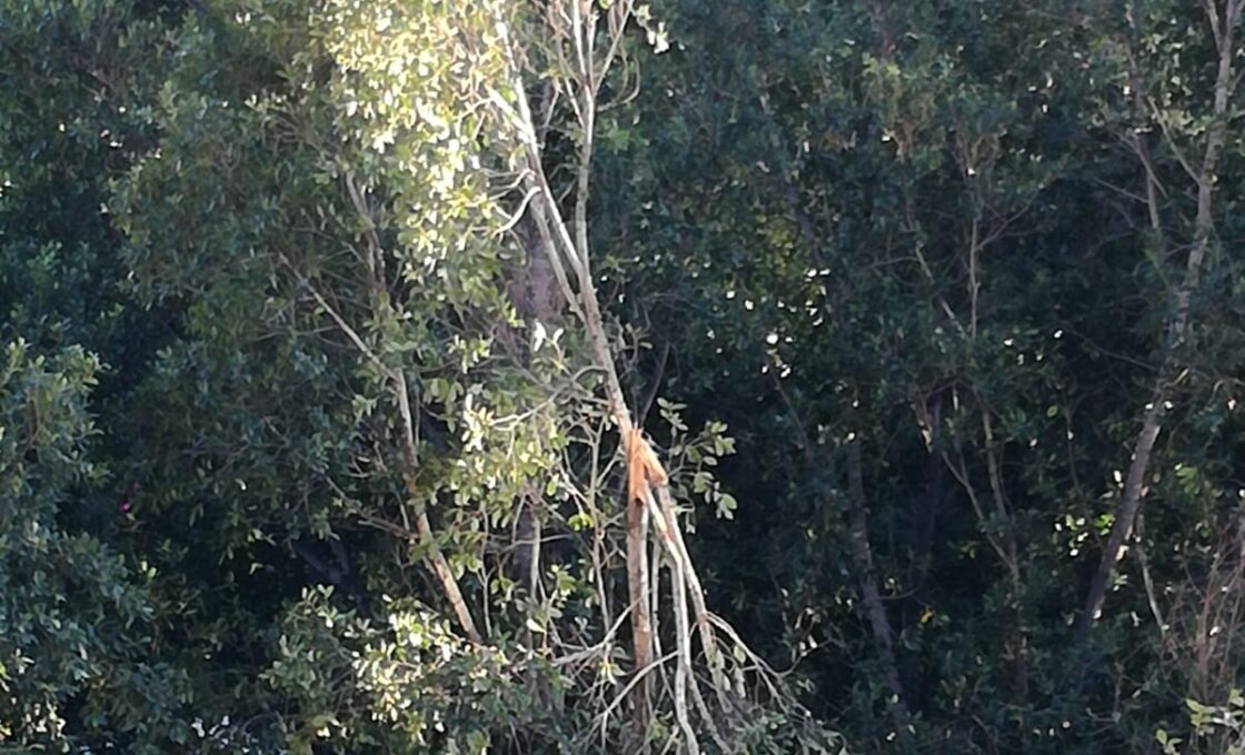 PATERNO', IN VIALE KENNEDY RAMO SPEZZATO È UN PERICOLO PER LA SICUREZZA. LA SEGNALAZIONE DELLA NOSTRA LETTRICE