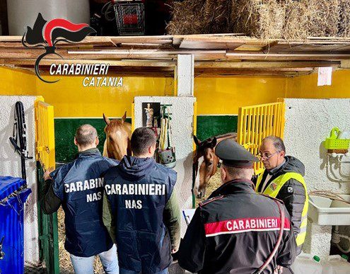TROVATA STALLA ABUSIVA, SEQUESTRATI 4 CAVALLI SEQUESTRATI E UNA CONFEZIONE DI “BENTELAN INIETTABILE”