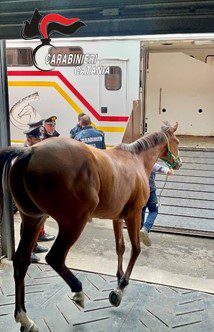 TROVATA STALLA ABUSIVA, SEQUESTRATI 4 CAVALLI SEQUESTRATI E UNA CONFEZIONE DI “BENTELAN INIETTABILE”
