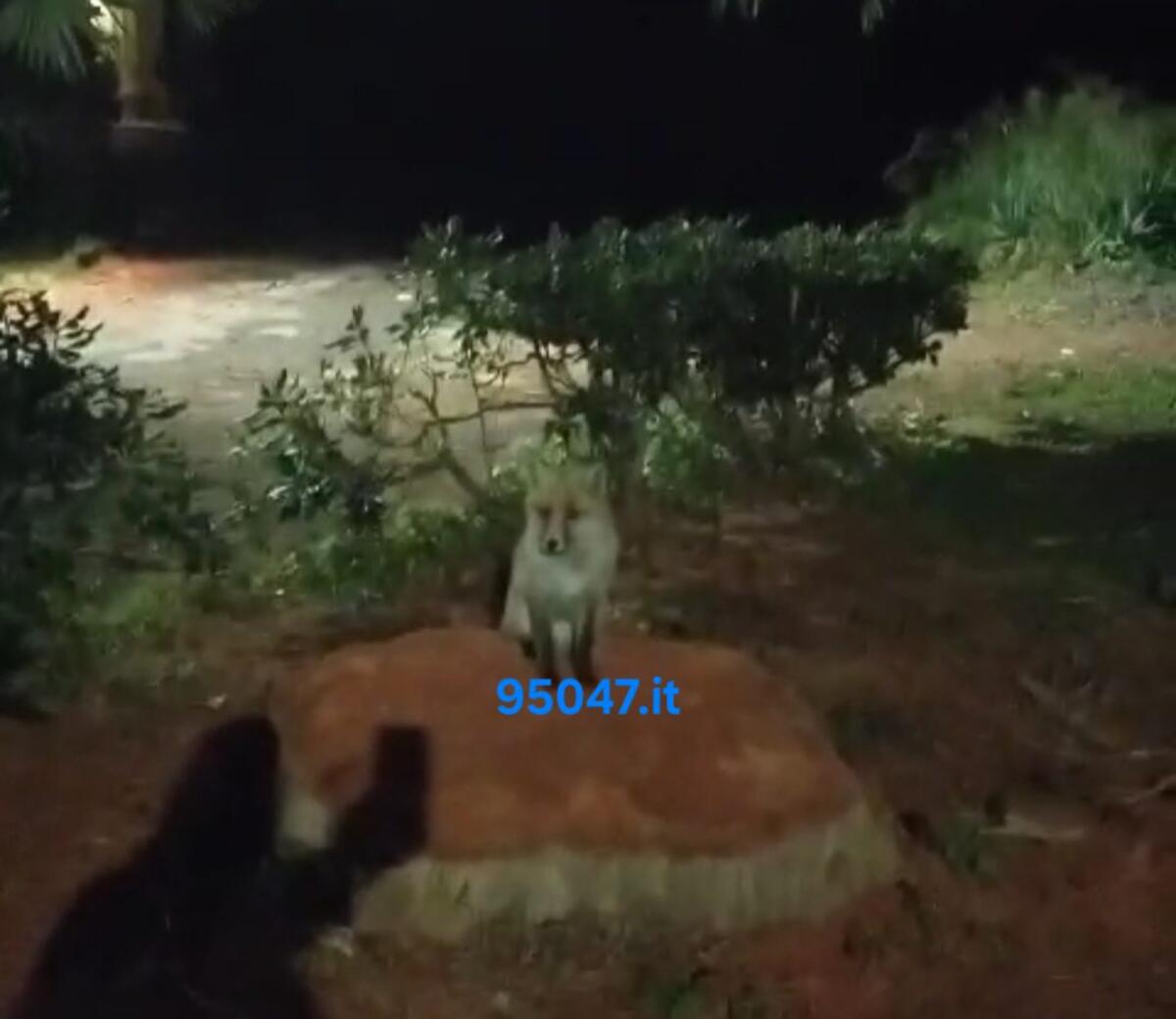 L'INASPETTATO AVVISTAMENTO. UNA VOLPE ALLA VILLA COMUNALE MONCADA  DI PATERNO' - 