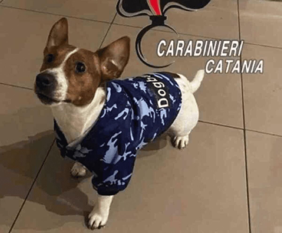 CATANIA. CANE SI SOFFOCA IN STRADA CON UN PEZZO DI PANNOCCHIA: SALVATO DAI CARABINIERI - 