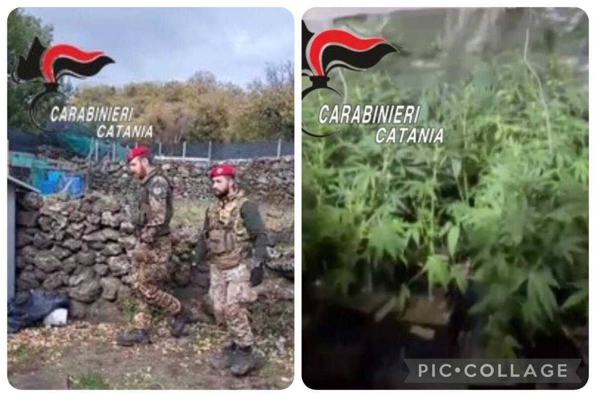 BELPASSO. COLTIVAVA MARIJUANA NEL RUDERE IN CAMPAGNA: ARRESTATO DAI CARABINIERI - 