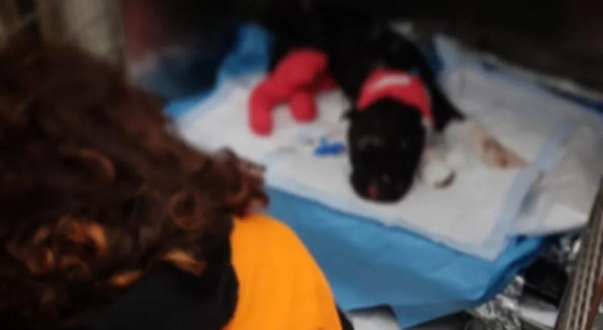 UN MONUMENTO PER ARON, IL CANE DATO ALLE FIAMME A PALERMO - 