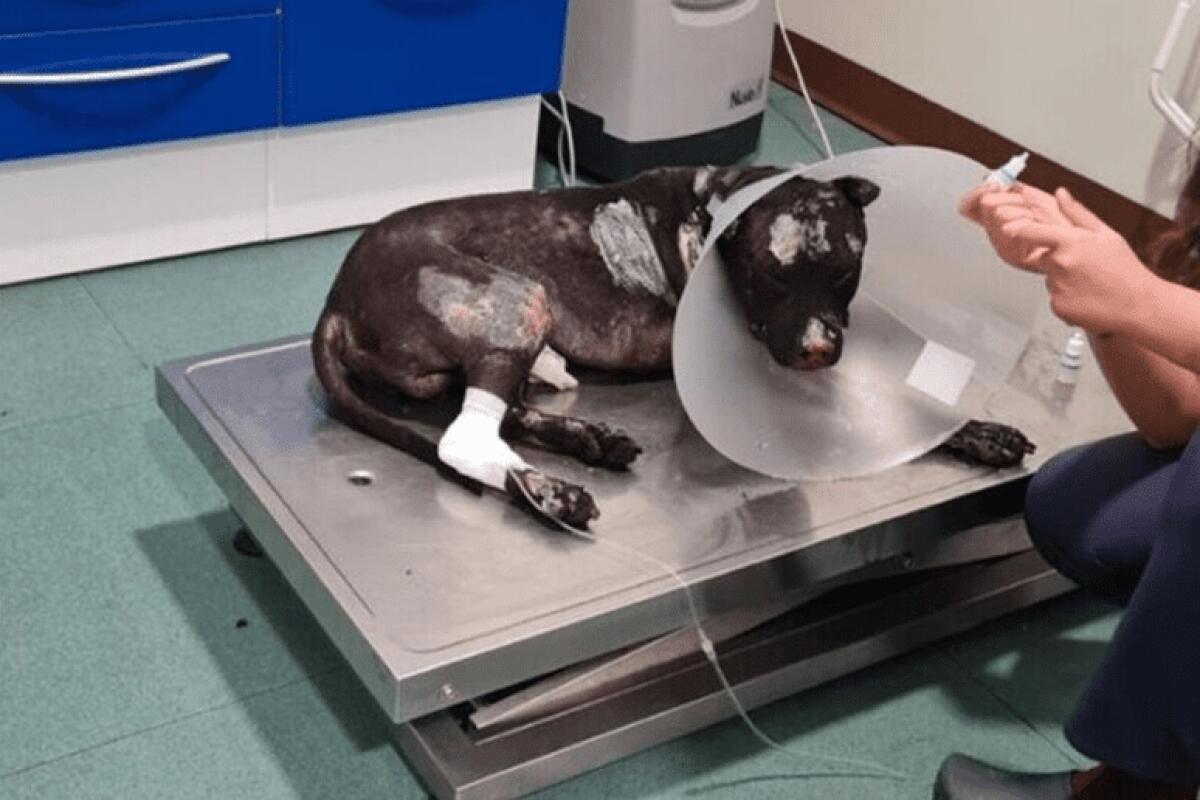 MORTO IL PITBULL BRUCIATO VIVO, L'ANNUNCIO DELLA LAV DI PALERMO - 