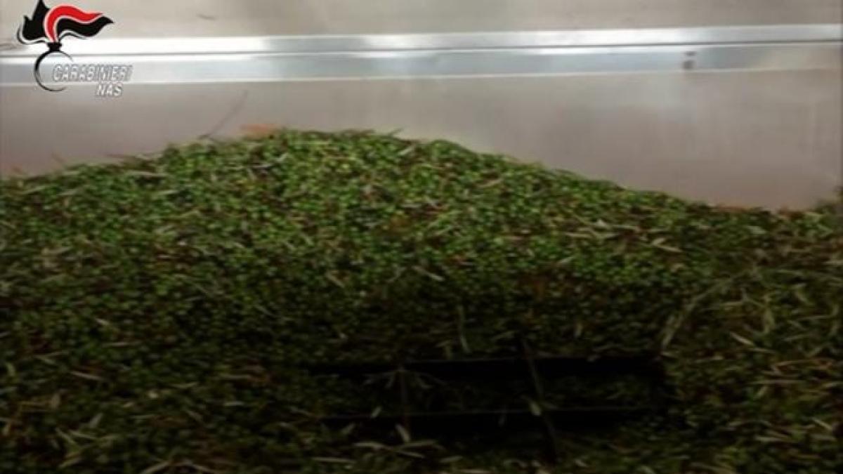 SICILIA, I CARABINIERI DEL NAS SEQUESTRANO QUASI TREMILA LITRI DI OLIO NON TRACCIATO - 