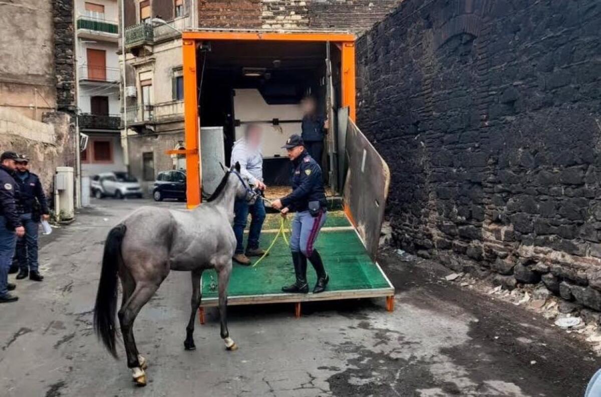 CATANIA, CAVALLI E FARMACI DOPANTI DENTRO LE STALLE : SCATTANO I SEQUESTRI - 