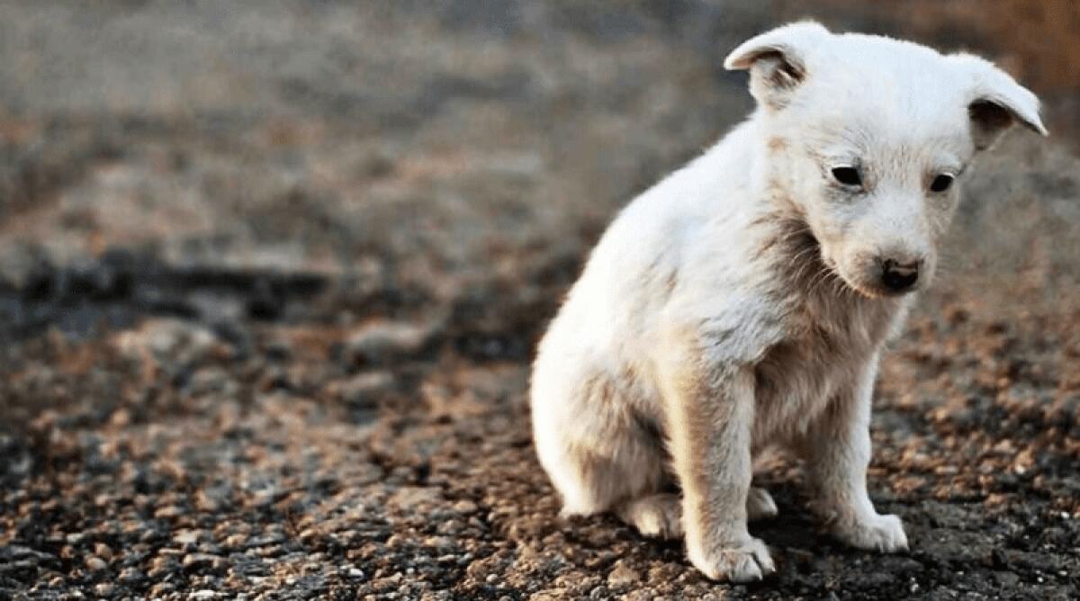 MISTERBIANCO. SCONTO DI 200 EURO SULLA TARI PER CHI ADOTTA UN CANE RANDAGIO - 