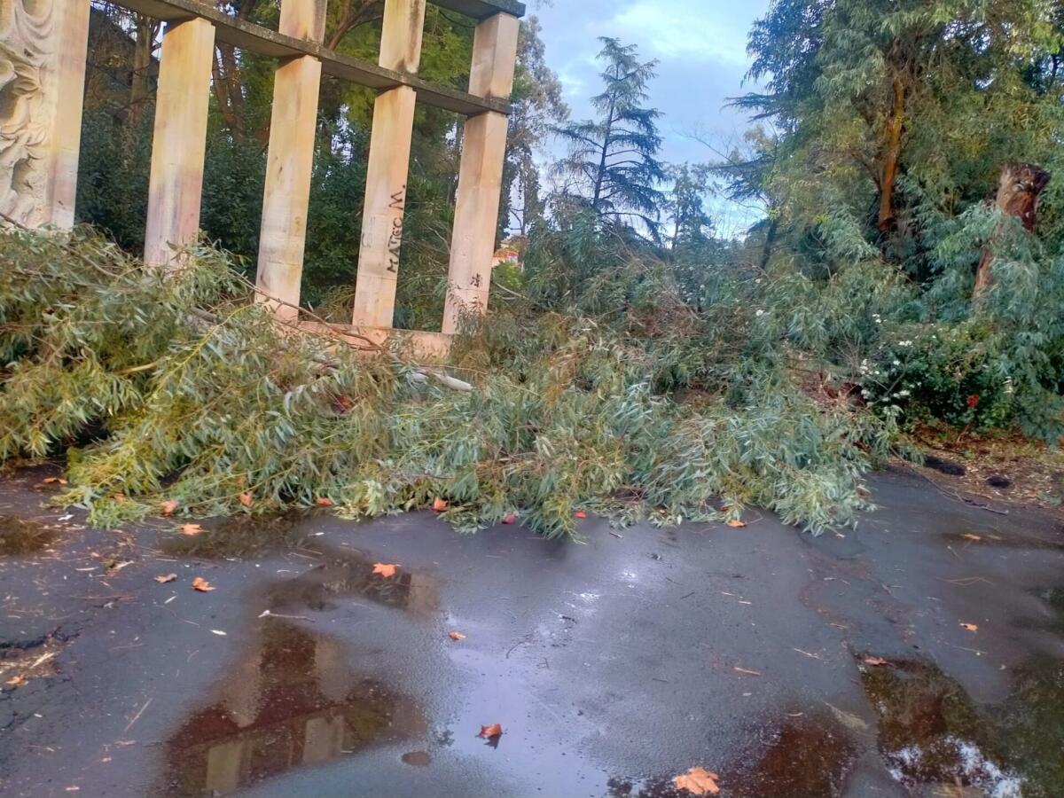 PATERNÒ. IL VENTO SPEZZA GROSSI RAMI DI ALBERI ALLA VILLA - 