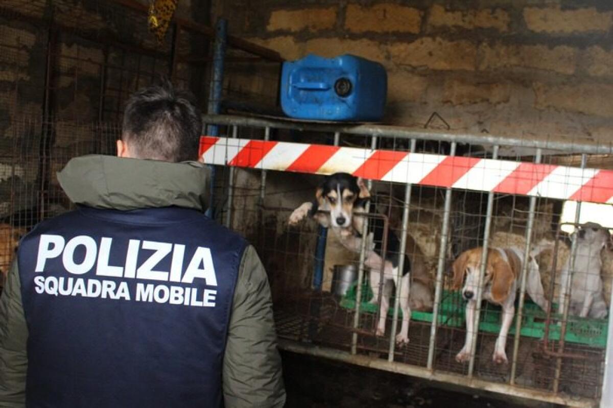 SCOPERTI A NISCEMI 12 CANI IN IPOTERMIA E MALNUTRITI PER ALLENARLI ALLA CACCIA - 