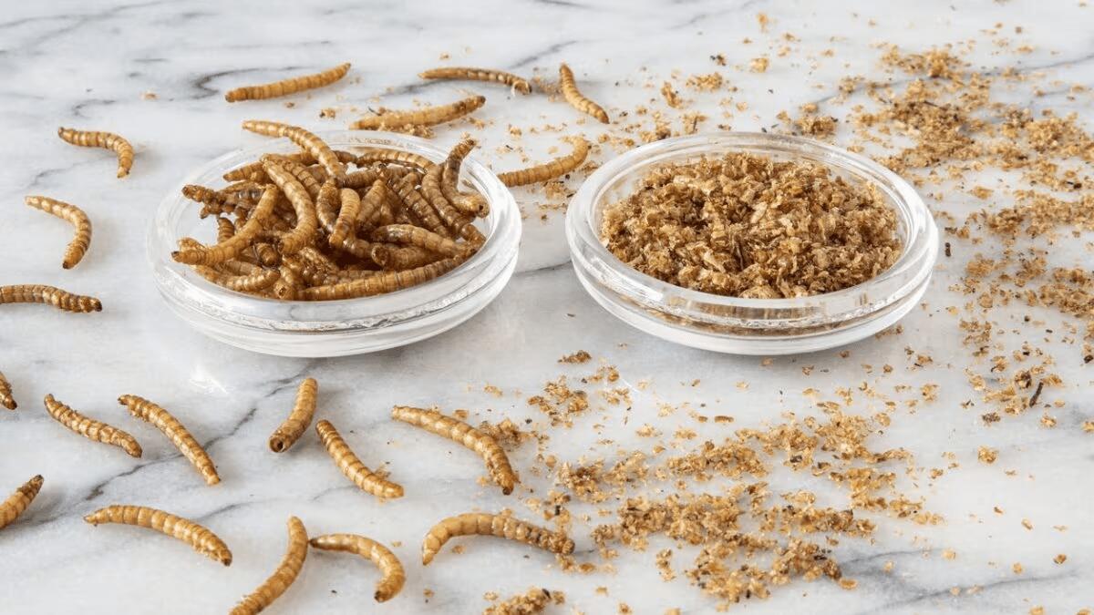 LE FARINE D’INSETTI ARRIVANO ANCHE IN ITALIA: PUBBLICATI I DECRETI - 