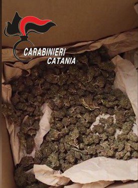 BELPASSO. COLTIVAVA MARIJUANA NEL RUDERE IN CAMPAGNA: ARRESTATO DAI CARABINIERI