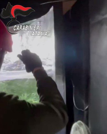 BELPASSO. COLTIVAVA MARIJUANA NEL RUDERE IN CAMPAGNA: ARRESTATO DAI CARABINIERI