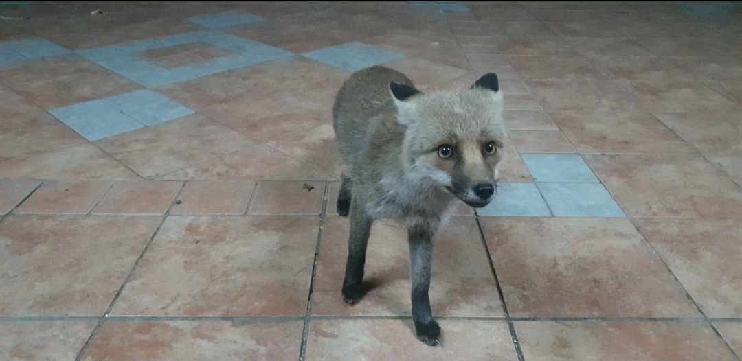 PATERNO', IL MAGICO INCONTRO RAVVICINATO CON UNA VOLPE IERI SERA IN ZONA CURRONE