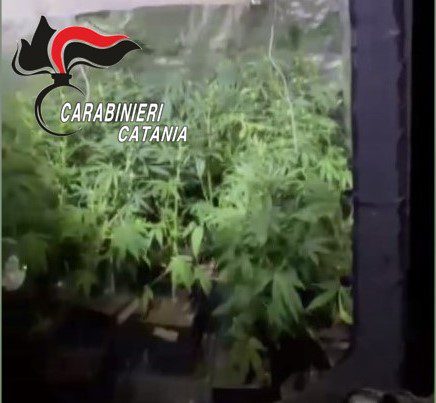 BELPASSO. COLTIVAVA MARIJUANA NEL RUDERE IN CAMPAGNA: ARRESTATO DAI CARABINIERI