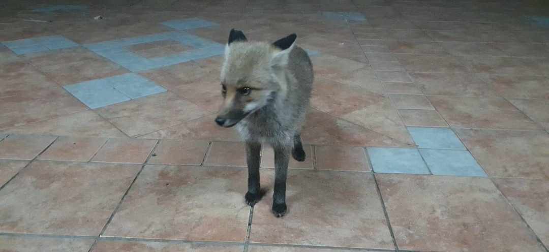 PATERNO', IL MAGICO INCONTRO RAVVICINATO CON UNA VOLPE IERI SERA IN ZONA CURRONE