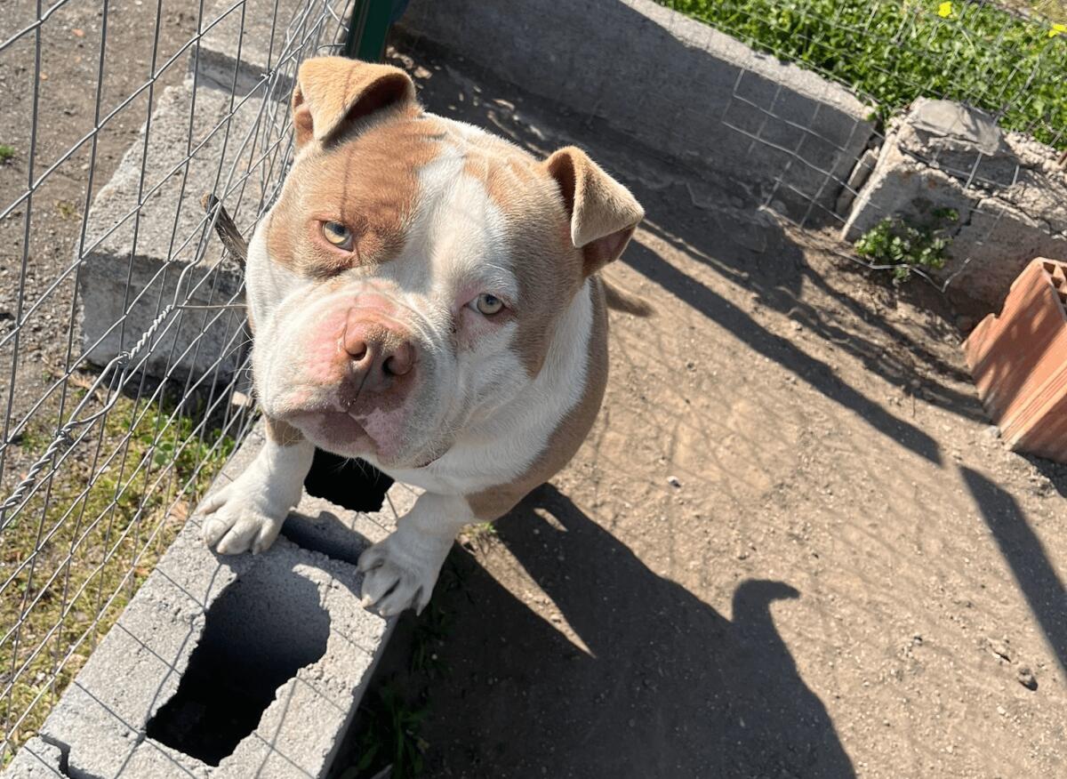 PATERNO' URGENTE AIUTATEMI A RITROVARE LOKI - 