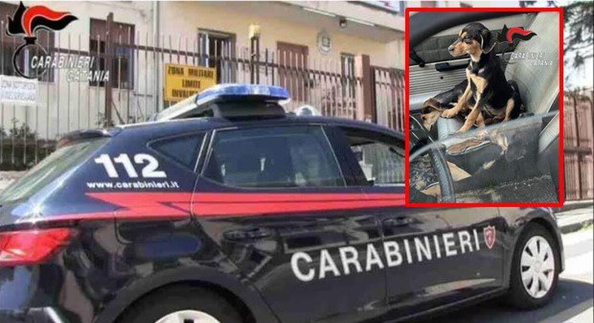 LANCIA UN CUCCIOLO DI CANE OLTRE LA RECINZIONE DI UNA CASERMA DEI CARABINIERI, UN UOMO DENUNCIATO A GIARRE - 