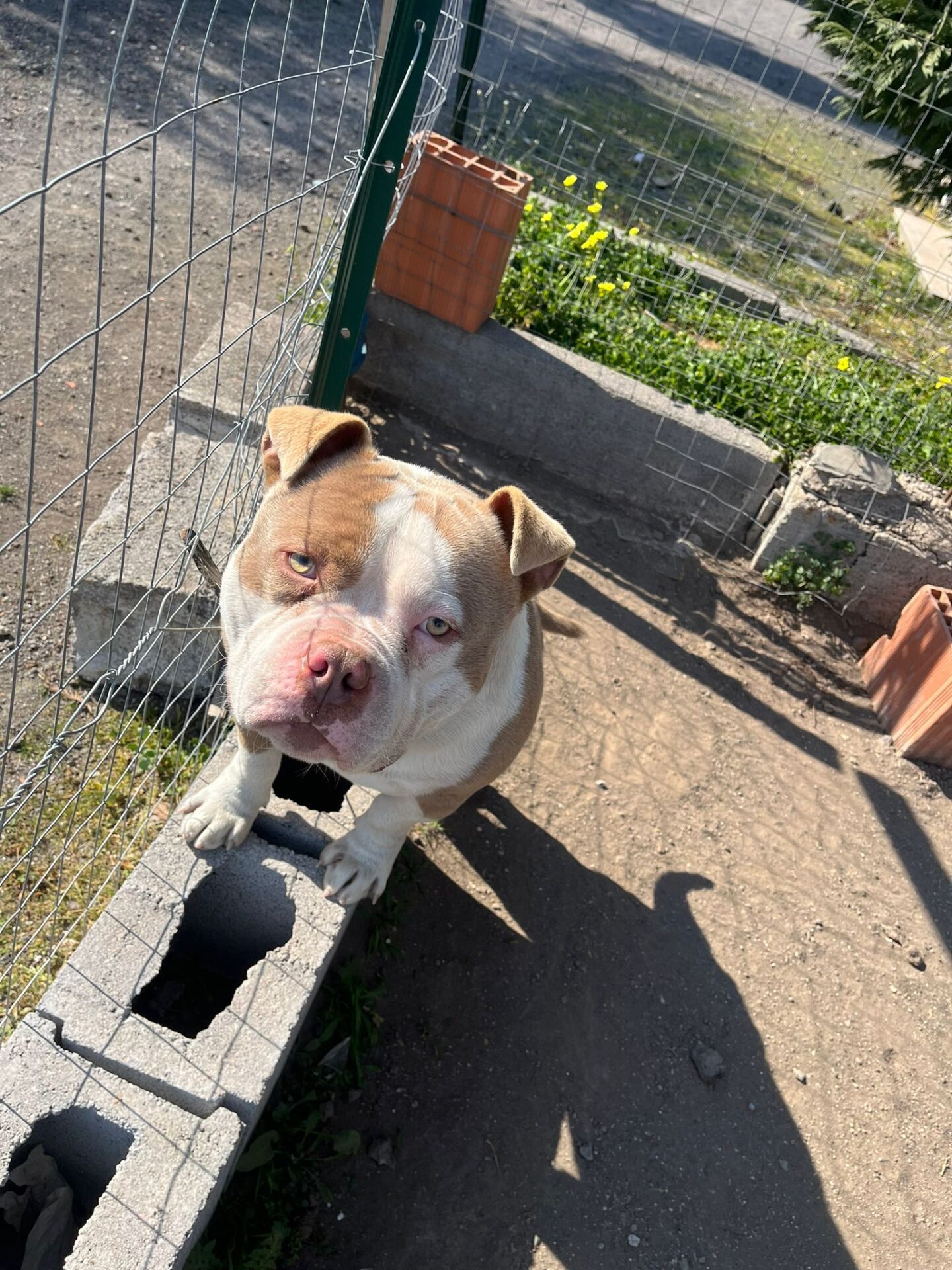 PATERNO' URGENTE AIUTATEMI A RITROVARE LOKI