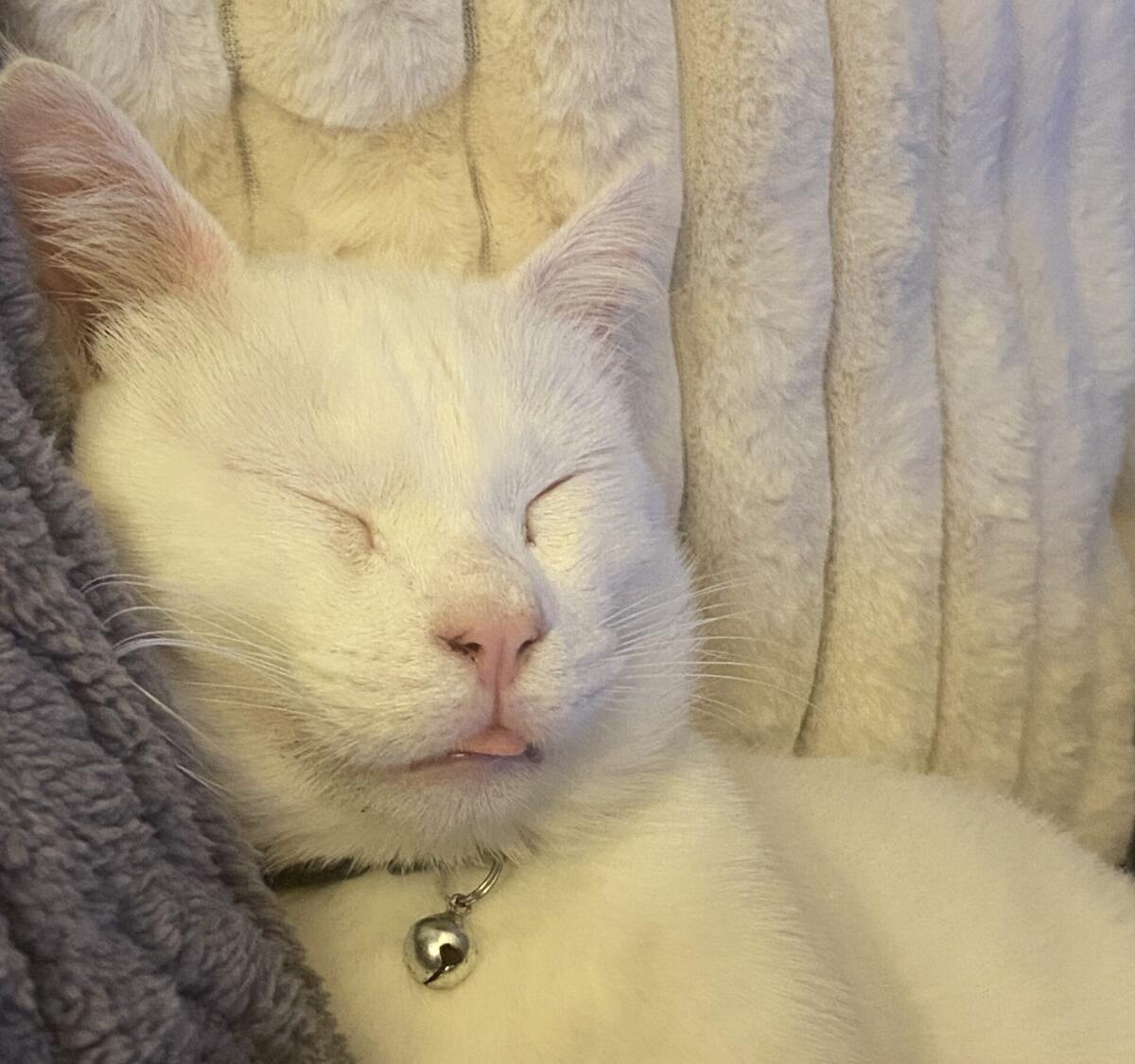 APPELLO SOS ANIMALI: SMARRIMENTO DI UN GATTINO BIANCO NON UDENTE A PATERNÒ - 