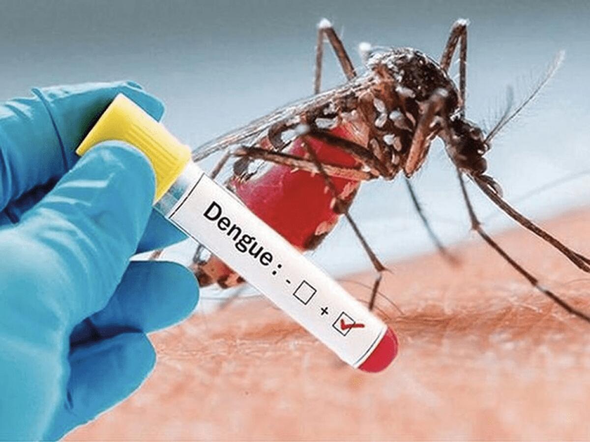 DENGUE, IN BRASILE OLTRE DUE MILIONI DI CASI. ALLERTA ANCHE IN ITALIA: “POTENZIARE LA SORVEGLIANZA, IMPLEMENTARE LE BONIFICHE E FORMARE IL PERSONALE SANITARIO" - 