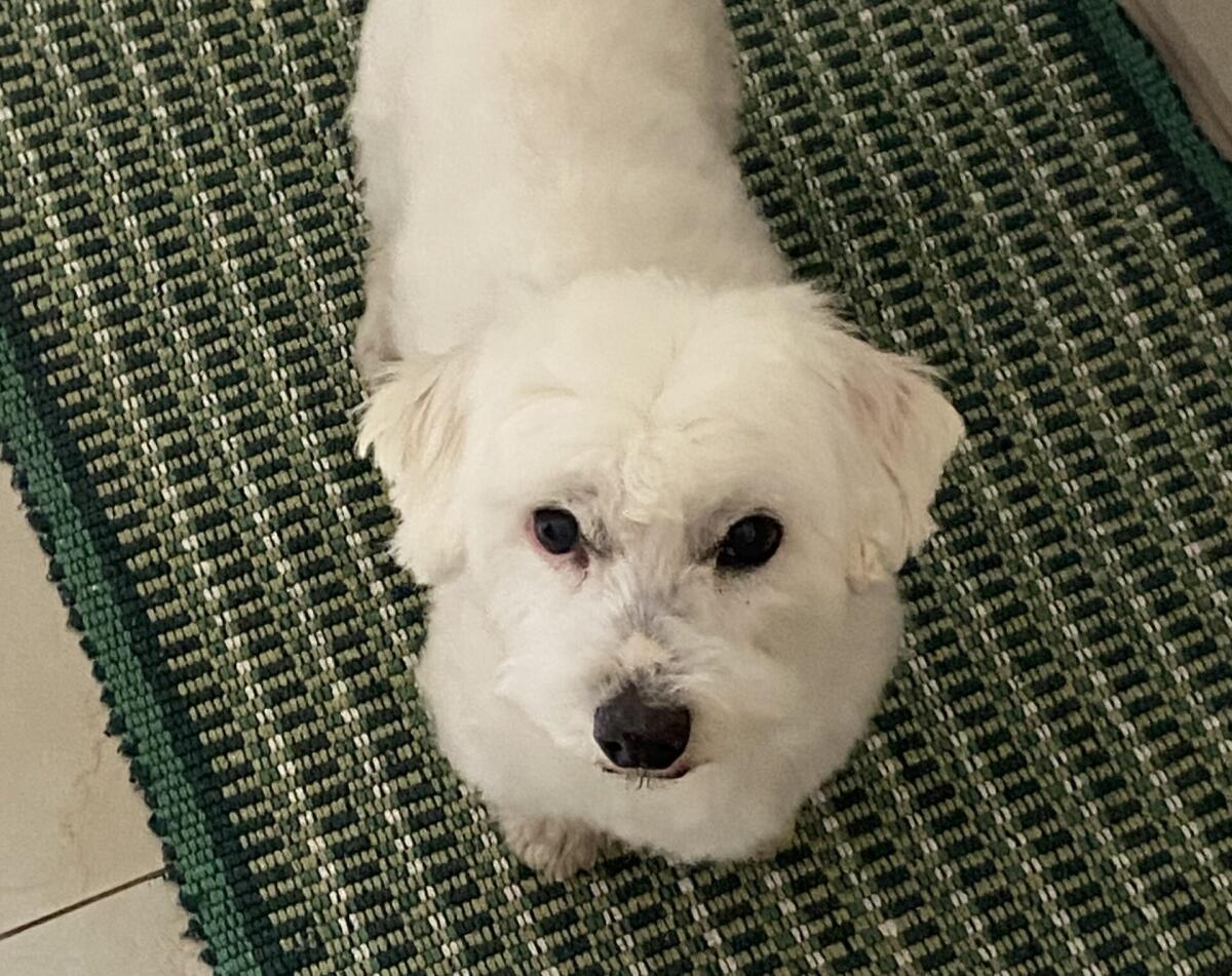 SOS ANIMALI: APPELLO PER LA RICERCA DI UN MALTESE BIANCO A PATERNO' - 