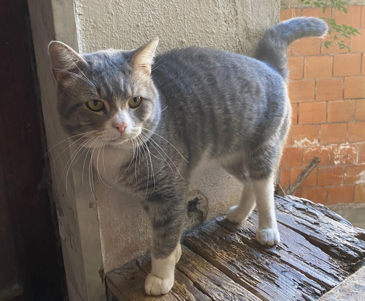 PATERNO'. GATTO SMARRITO IN ZONA STAZIONE: AIUTO PER RITROVARE TOM - 