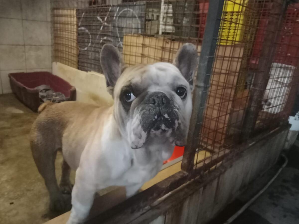 PATERNO'. TROVATO CANE SMARRITO NELLA ZONA QUATTRO STRADE,  QUALCUNO LO RICONOSCE? - 