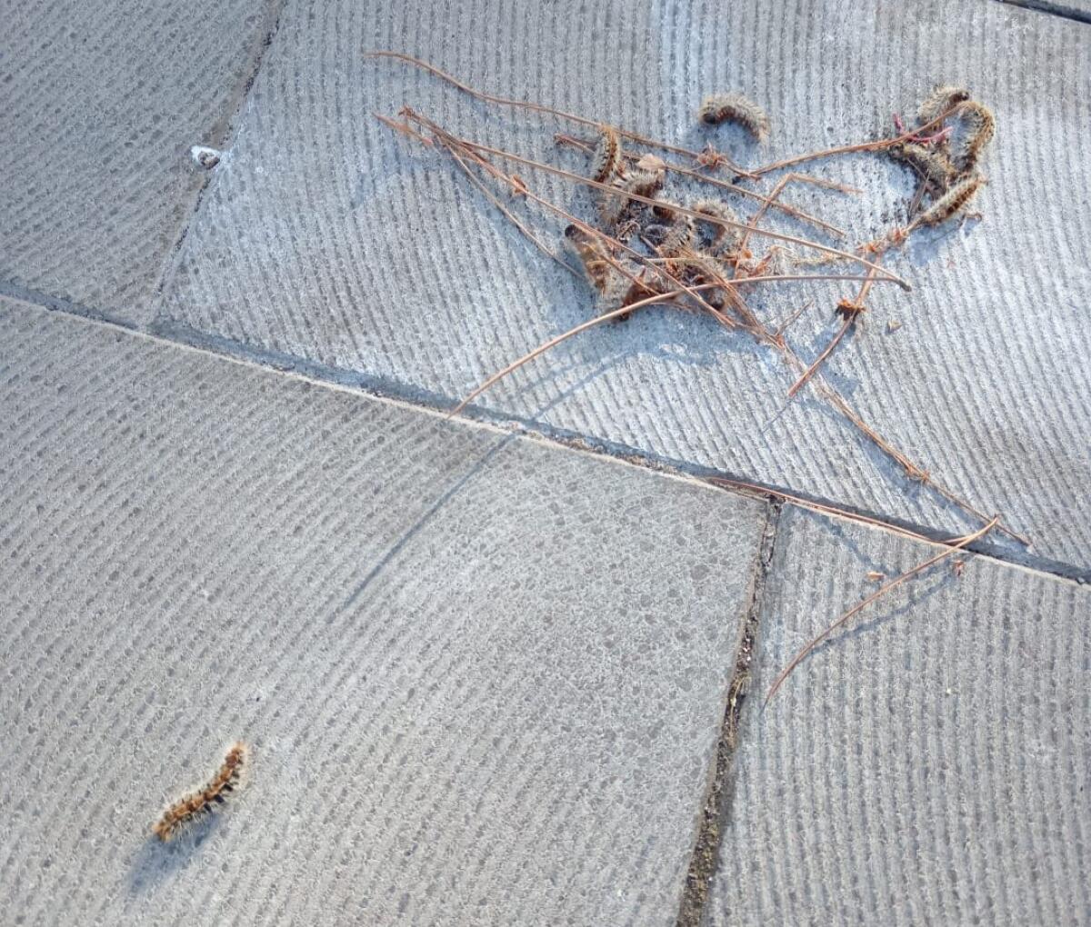 PATERNO': LA SEGNALAZIONE DEI GENITORI, PROCESSIONARIE NEL GIARDINO DELLA SCUOLA - 