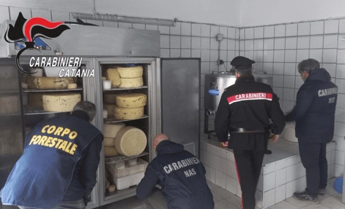 CATANIA. SCOPERTO CASEIFICIO ABUSIVO: SEQUESTRATI OLTRE 300 CHILI DI FORMAGGIO, DENUNCIATE DUE PERSONE - 