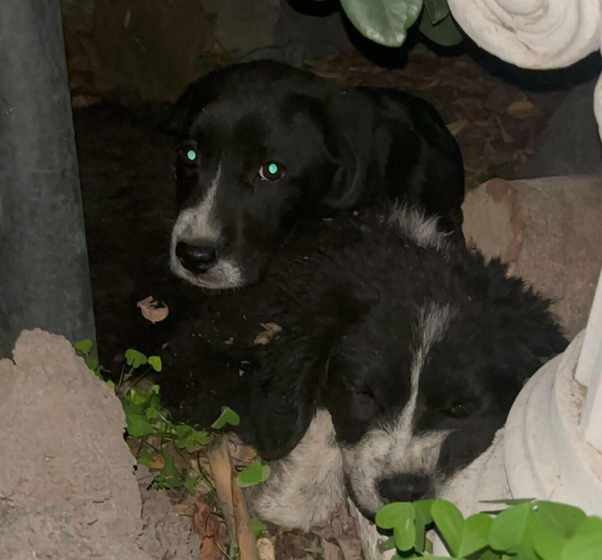 DUE ADORABILI CAGNOLINI RITROVATI A BELPASSO: SOS ANIMALI - 