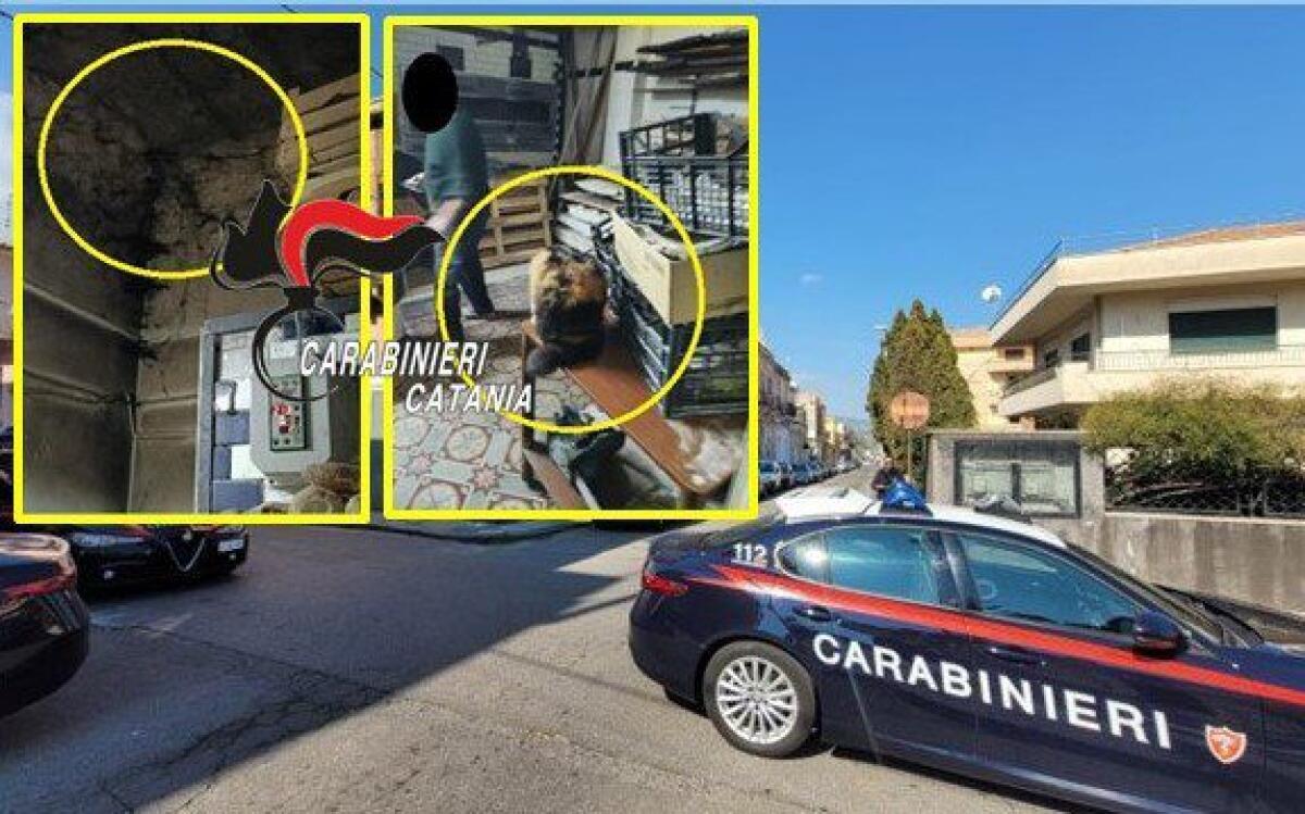 GIARRE CHIUSO PANIFICO IN PESSIME CONDIZIONI IGIENICHE E SANITARIE, C’ERA ANCHE UN GATTO TRA I PANETTI - 