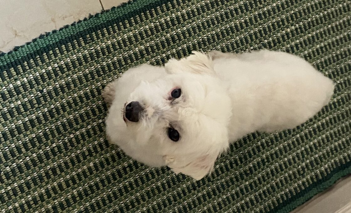 SOS ANIMALI: APPELLO PER LA RICERCA DI UN MALTESE BIANCO A PATERNO'