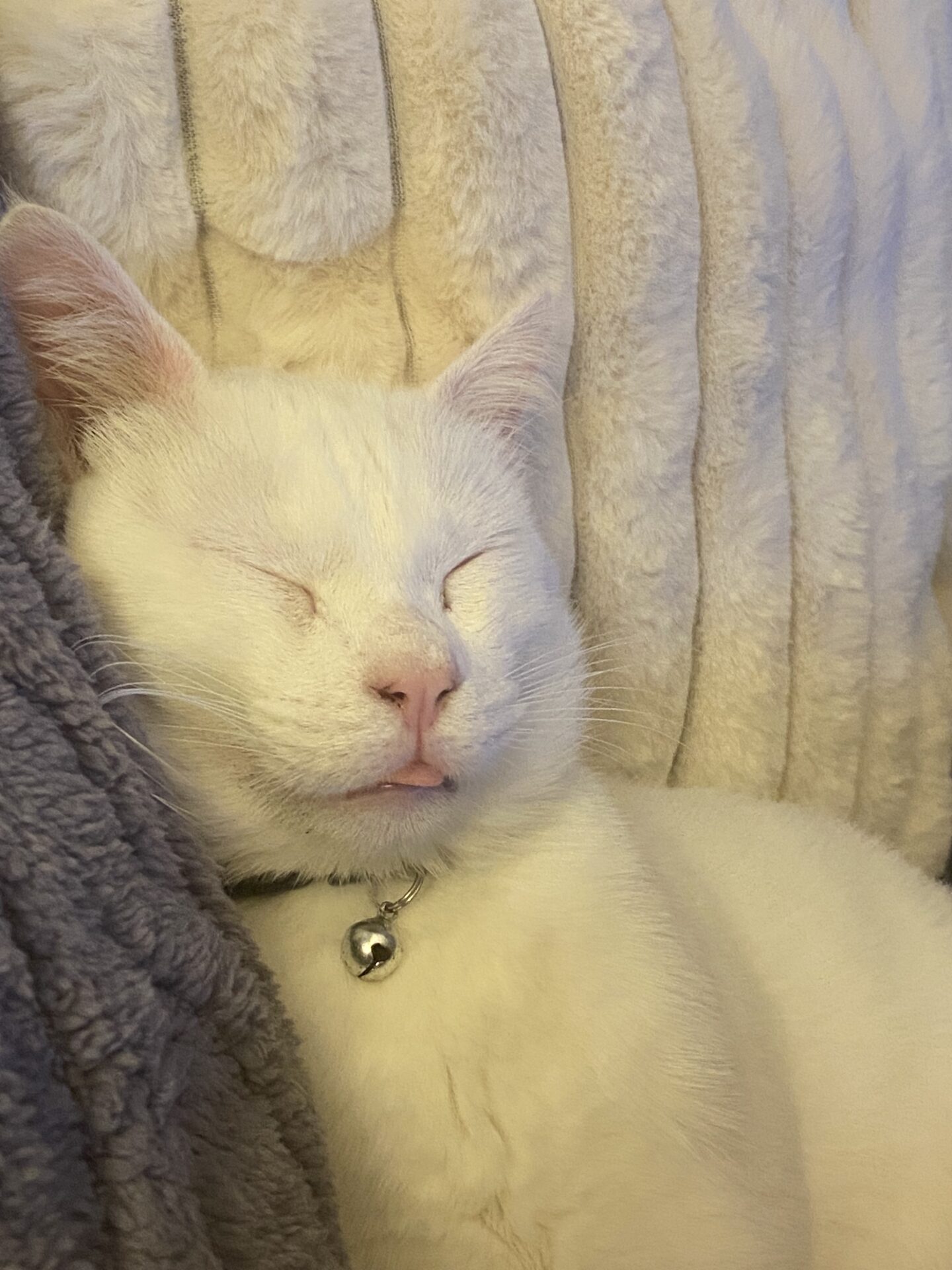 APPELLO SOS ANIMALI: SMARRIMENTO DI UN GATTINO BIANCO NON UDENTE A PATERNÒ