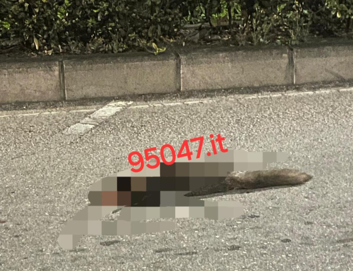 VOLPE INVESTITA TROVATA SENZA VITA NEI PRESSI DELLA PISCINA COMUNALE DI PATERNÒ - 