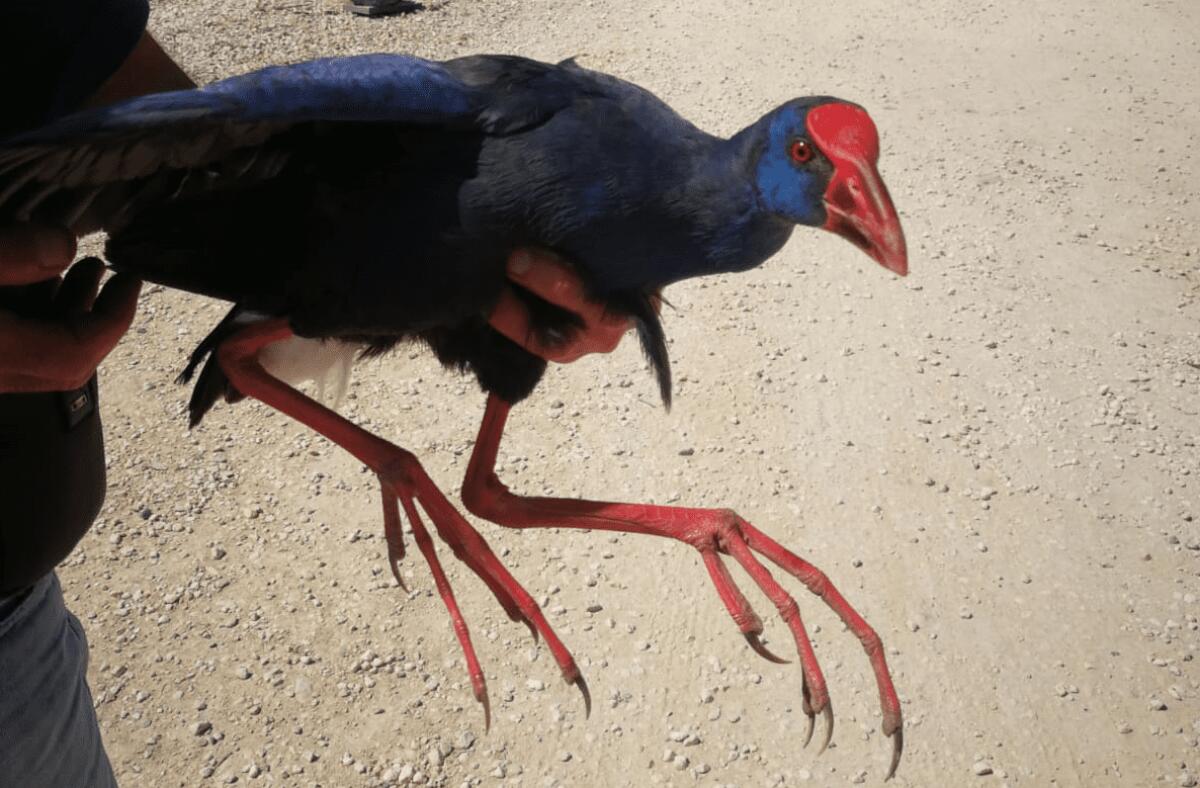 RIPORTATO ALL'OASI DEL SIMETO L'ESEMPLARE DI POLLO SULTANO RITROVATO ALLA PLAJA - 