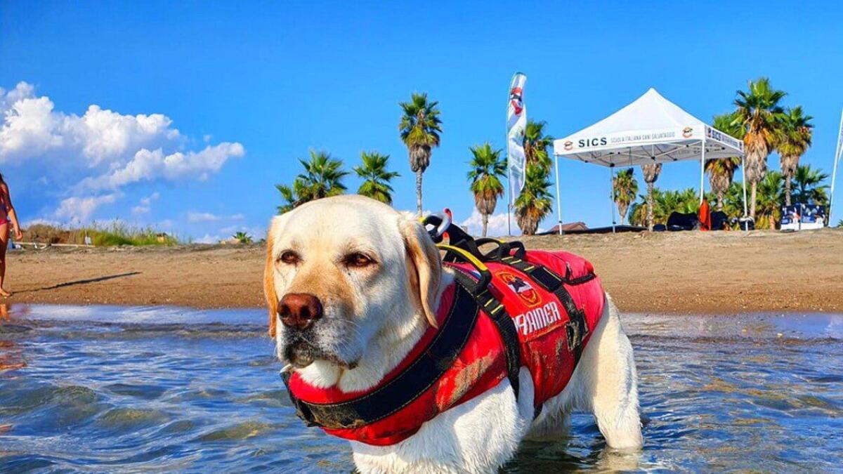 ADDIO A MIRA, IL CANE BAGNINO EROE DEI SALVATAGGI IN MARE - 