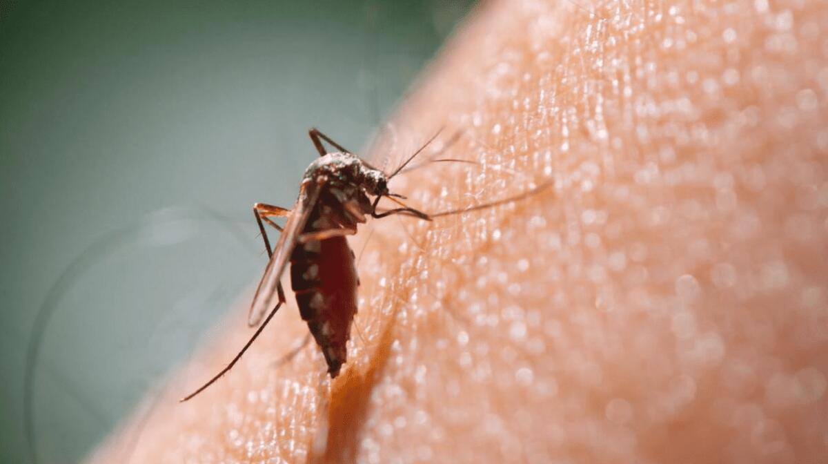 ZANZARA DELLA MALARIA TROVATA IN ITALIA DOPO 50 ANNI: LA SCOPERTA IN PUGLIA - 